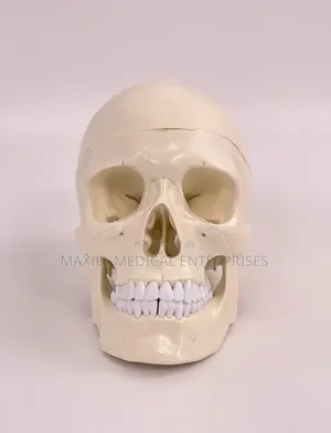 Skull Model
