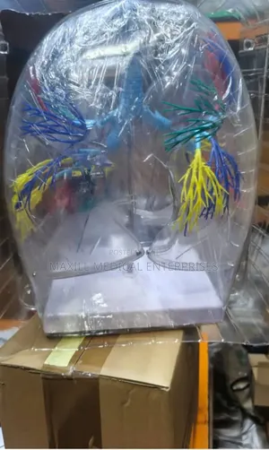 Model of Transparent Lungs