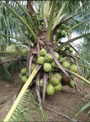 Hybrid Dwarf Coconut Seedling