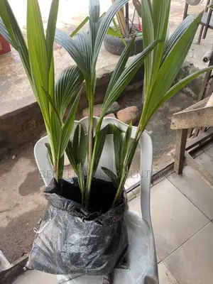 Hybrid Dwarf Coconut Seedling