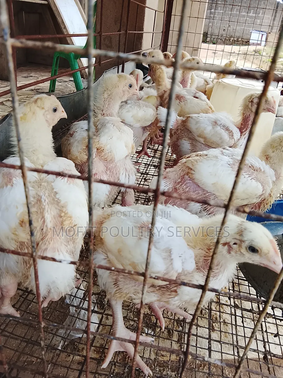 3 Weeks Broilers