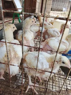 3 Weeks Broilers