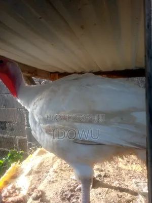 Foreign Turkey