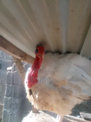 Foreign Turkey