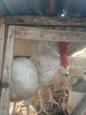 Foreign Turkey