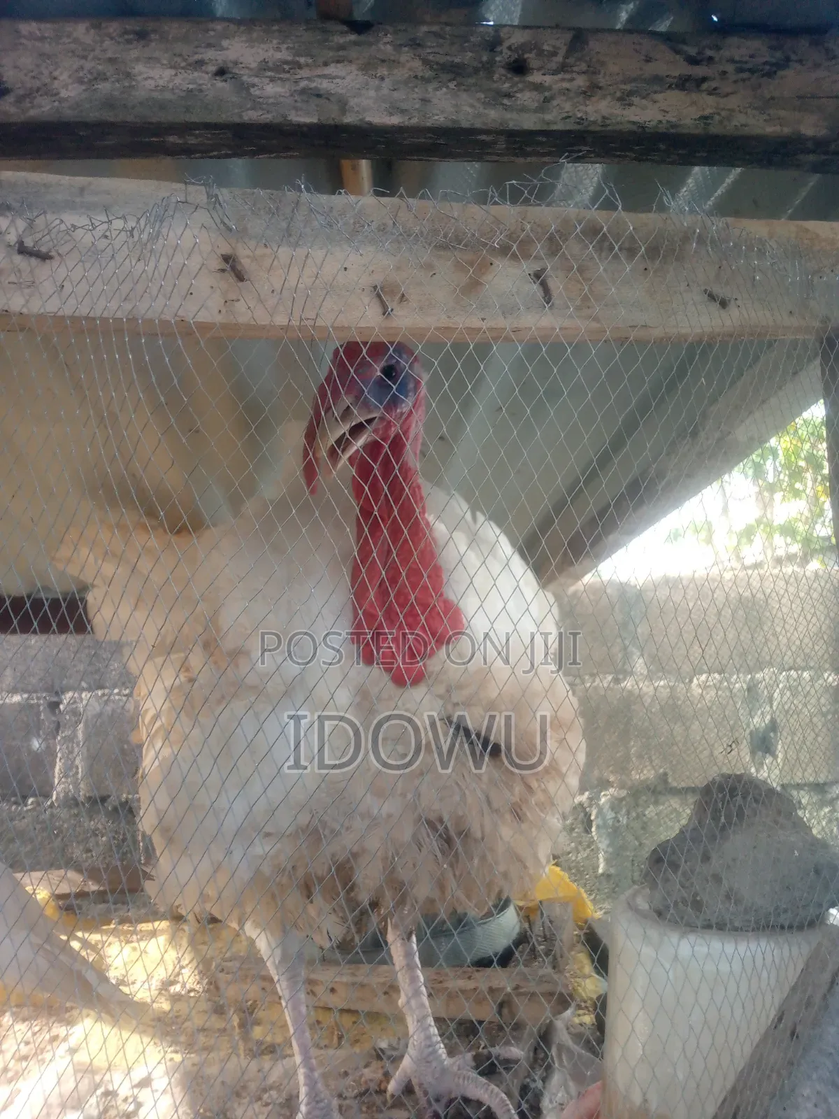 Foreign Turkey