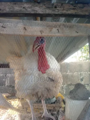 Foreign Turkey