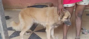 1+ year Female Purebred Caucasian Shepherd