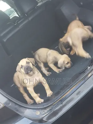 1-3 months Female Purebred Boerboel
