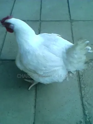 Life and Dressed Chicken