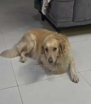 1+ year Female Purebred Golden Retriever