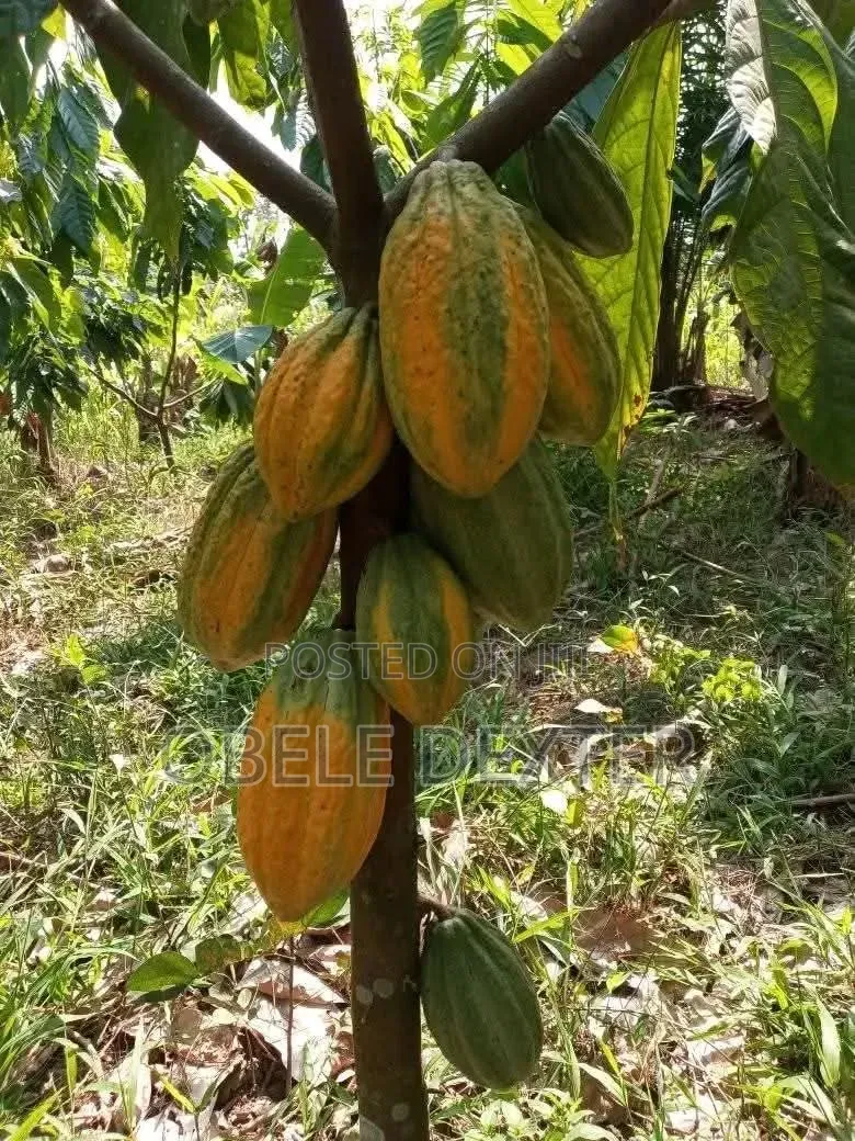 Cocoa Seedlings