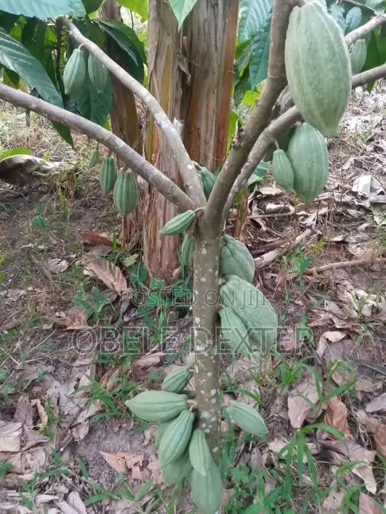 Cocoa Seedlings