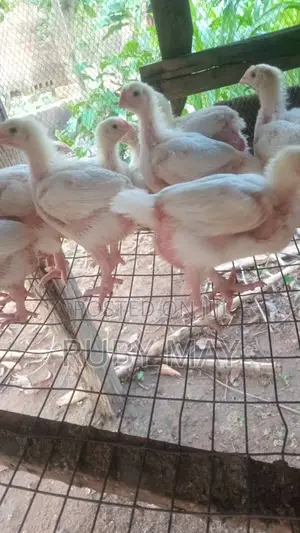 4 Weeks Chicks