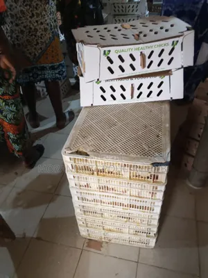 Day Old Broiler