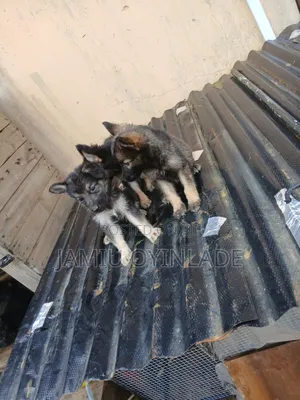 1-3 months Female Purebred German Shepherd