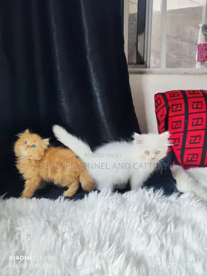 1-3 months Male Purebred Persian