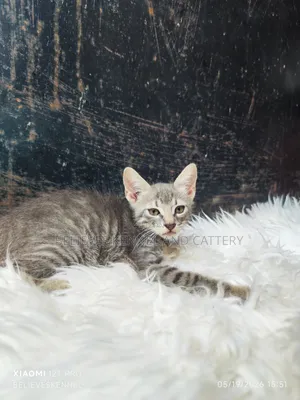 1-3 months Female Mixed Breed British Shorthair