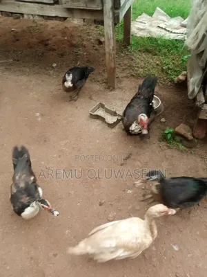 Male Duck for Sale