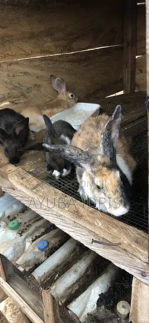 Rabbits and Pets