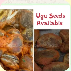 Seeds and Seedlings