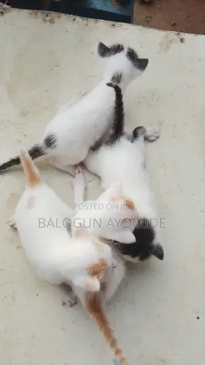 0-1 month Male Mixed Breed American Shorthair