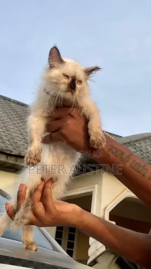 1-3 months Female Purebred Persian