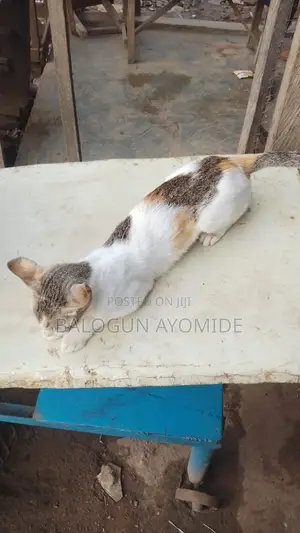 1+ year Female Mixed Breed American Shorthair