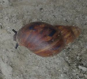 Fresh Snails