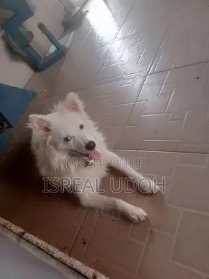 1+ year Male Purebred American Eskimo