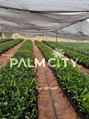 Own a Palm Plantation in Ogbomoso Oyo State With 3.6m and Above