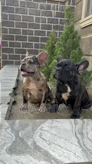 3-6 months Male Purebred French Bulldog