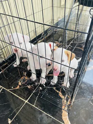 1-3 months Male Purebred American Pit Bull Terrier