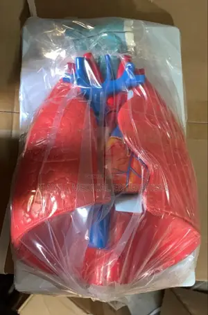 Larynx Heart And Lungs Model