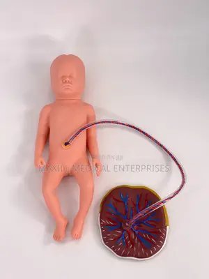 New Born Baby With Placenta Model