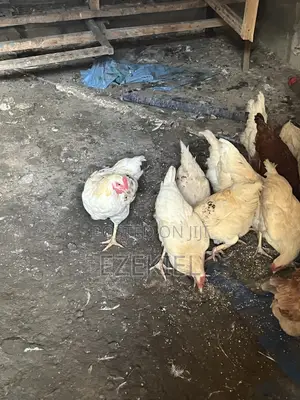 Chicken in Ikorodu