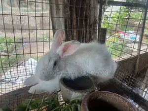 Cute Adorable Bunnies