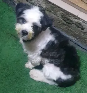 1+ year Male Purebred Lhasa Apso