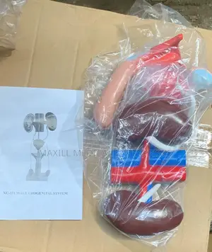 Male Urogenital System