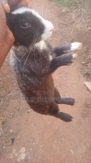 Deference Animals Like (Rabbits , Goats, Tuckeys,) Available