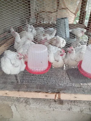 Chicken for Sell