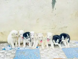 1-3 months Male Purebred Siberian Husky