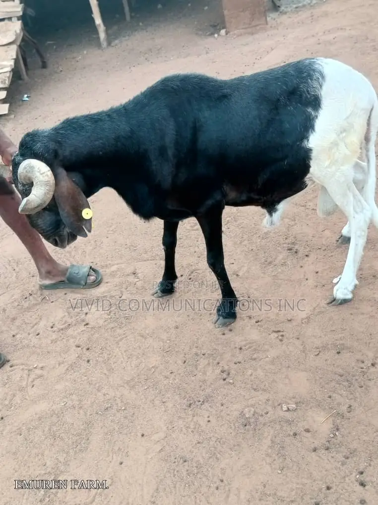 Farm Raised Ram