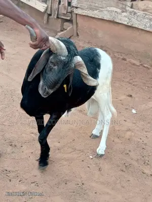 Farm Raised Ram