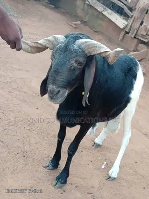 Farm Raised Ram