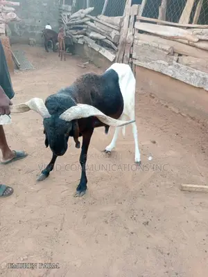 Farm Raised Ram