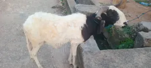 Ileya Ram Promo