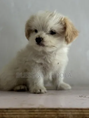 3-6 months Male Purebred Lhasa Apso
