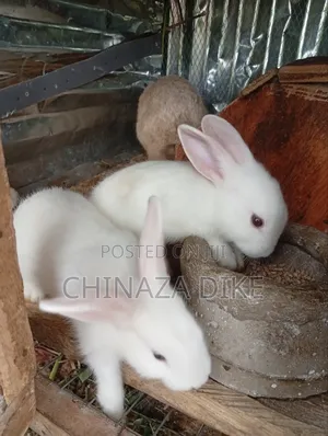 Hyla Rabbit Growers
