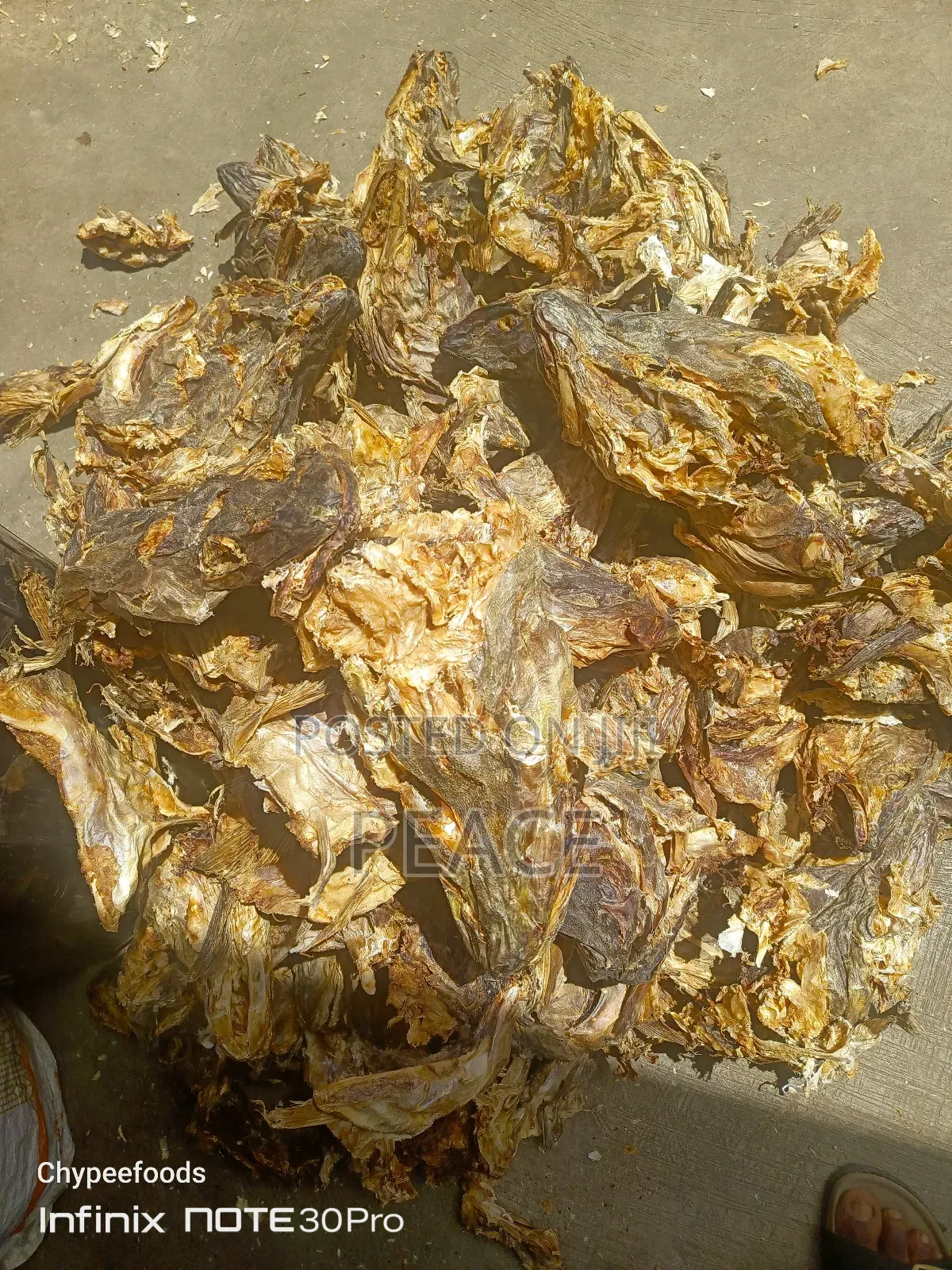Stockfish Head